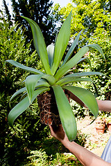 Image showing gardener repot green aloe vera plant in garden