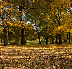 Image showing Alley in a autumn forest