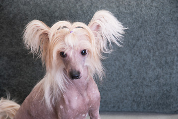 Image showing chinese crested puppy dog