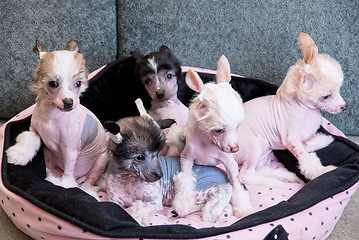 Image showing chinese crested puppy dogs