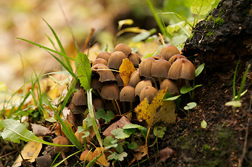 Image showing Mushrooms on Base of Tree