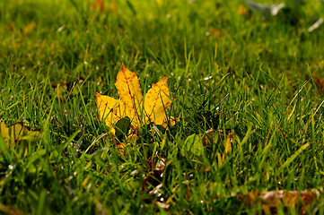 Image showing Maple Leaf in Green Grass