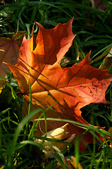 Image showing Maple Leaf 