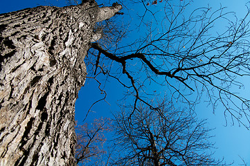 Image showing Under Oak Tree