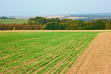 Image showing Edge of sown wheat fields near the forest