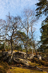 Image showing Fontainebleau Forest