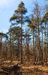 Image showing Fontainebleau Forest 