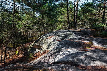 Image showing The Forest of Fontainebleau