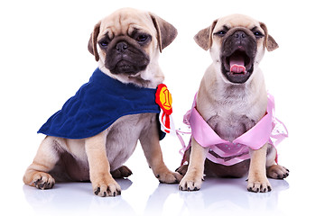 Image showing princess and champion pug puppy dogs