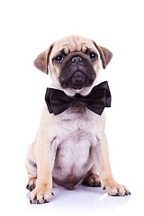 Image showing cute mops puppy dog with neck bow