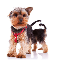 Image showing two curious little yorkshire puppy dogs