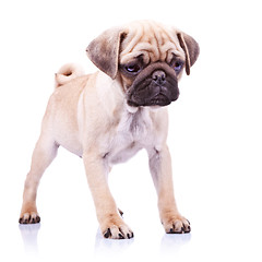 Image showing cute pug puppy dog standing 