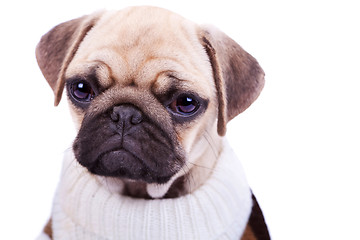 Image showing cute and sad sad pug puppy dog isolated on white 