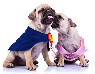 Image showing princess and champion pug puppy dogs kissing