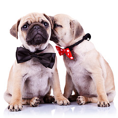 Image showing adorable pug puppy dogs couple