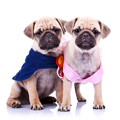 Image showing princess and champion pug puppy dogs