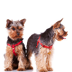 Image showing two yorkshire puppy dogs looking at their side