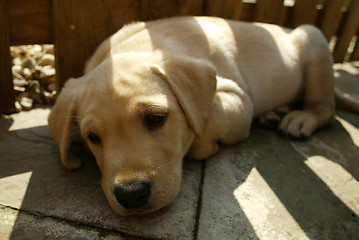 Image showing Puppy