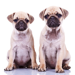 Image showing two cute pug puppy dogs
