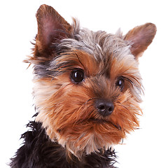Image showing head of a cute yorkshire puppy dog