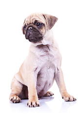 Image showing cute pug puppy dog looking to a side