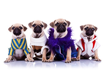 Image showing four dressed mops puppy dogs