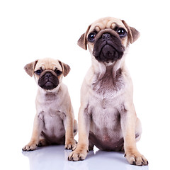 Image showing pair of pug puppy dogs sitting on white