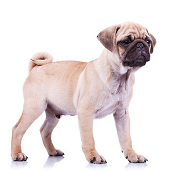 Image showing standing pug puppy dog looking to a side