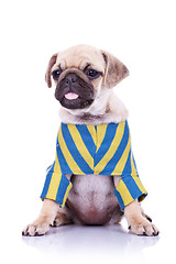 Image showing pug puppy dog sticking out tongue