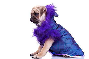 Image showing side view of a cute pug puppy dog wearing clothes