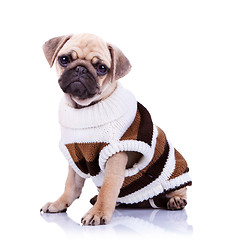 Image showing cute mops puppy dog wearing clothes 