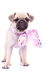 Image showing cute mops puppy dog wearing a pink ribbon