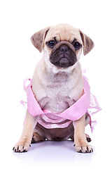 Image showing seated pug puppy dog wearing a pink dress