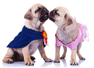 Image showing princess and champion pug puppy dogs kissing