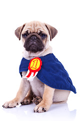 Image showing cute little pug puppy dog champion