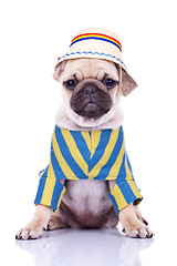 Image showing cute pug puppy dog wearing clothes