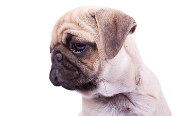 Image showing head of a mops puppy dog