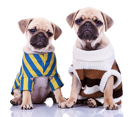 Image showing two dressed pug puppy dogs