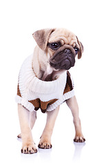 Image showing standing pug puppy dog 