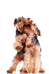 Image showing two yorkshire terrier puppy dogs playing