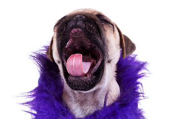 Image showing screaming pug puppy dog