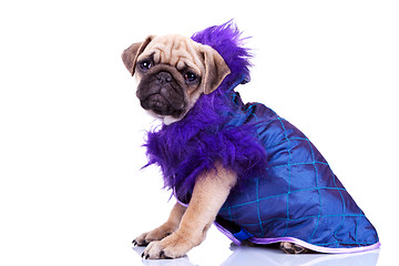 Image showing side view of a dressed pug puppy dog