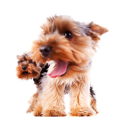 Image showing closeup of two yorkshire puppy dogs barking