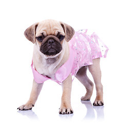 Image showing curious pug puppy dog wearing pink dress