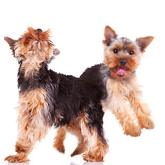 Image showing two playful yorkshire puppy dogs