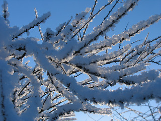 Image showing Bush under hoar-frost