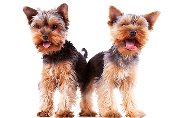 Image showing two panting yorkshire puppy dogs