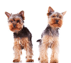 Image showing two curious little yorkshire puppy dogs standing 