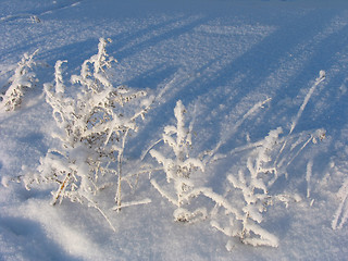 Image showing Grass on the snow