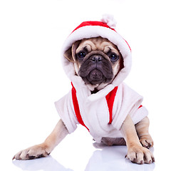 Image showing cute pug puppy dressed as santa